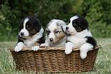BERGER AUSTRALIEN PUPPIES 355